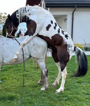 Paint horse žrebček s pp nar 2024 - 8