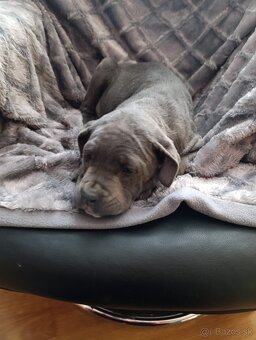 Cane corso modrý psík - 8