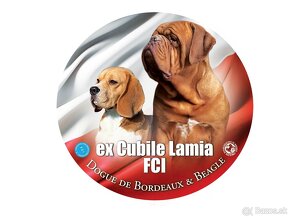 BORDEAUXSKA DOGA, BORDO DOGA , DOGUE DE BORDEAUX FCI –krytie - 8