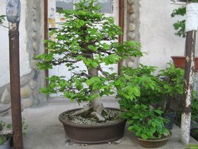 bonsai,bonsaj-hrab 3 - 8