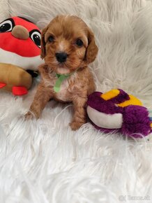 Cavapoo - 8