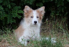 Border kólia bez pp, border collie - 8