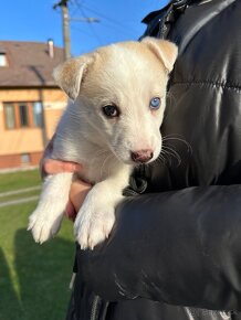 Šteniatka krížené s husky - 8