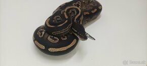 Python regius zlava 20% - 8