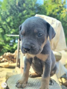 Šteniatka Cane Corso - 8