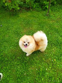 Pomeranian - 8