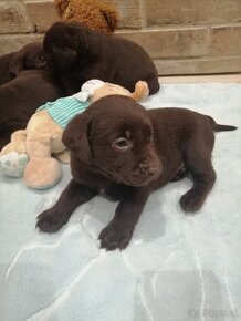 Labrador retriever šteniatka - 8