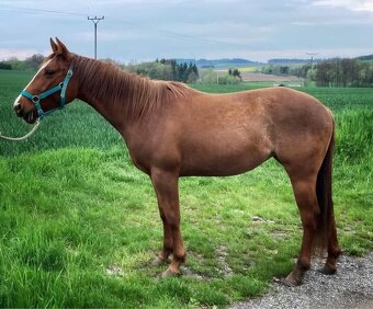 American Quarter Horse - 8