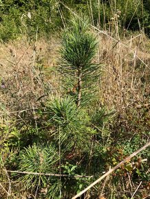 Sibírsky Céder (Pinus Sibirica) / Borovica Sibírska sadenice - 8