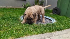 Cane corso krytie - 8