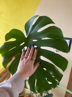 Monstera Deliciosa - 8