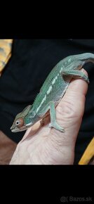 Chameleon Pardali najfarebnejši druh - 8