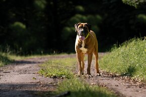 Tosa Inu krásný celočerný kluk k rezervaci - 8