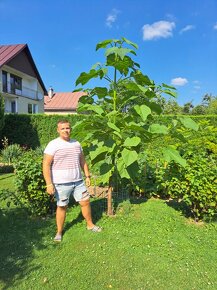 Agát Turbo Obelisk, Paulownia - 8