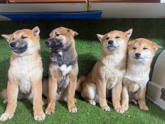 Shiba inu, Šiba inu - 8