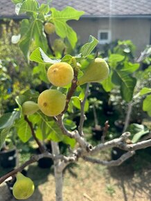 Figa - Ficus Carica - Figovník - ZĽAVA - 8