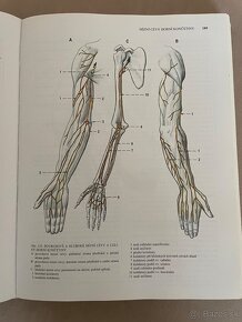 Anatómia Čihák 1,2,3 - 8