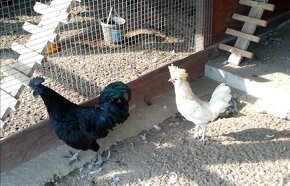 Predám kuriatka paduanka zdrobnela a ayam cemani - 8