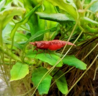 Predám krevetky Neocaridina Red Fire Painted - Grade SS - 8