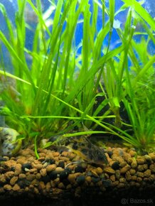 Corydoras paleatus - 8