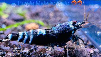 Premium Caridina a Neocaridina - odber MARTIN - 8