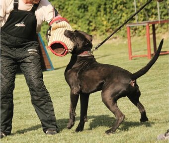 Bandog na krytie - 8