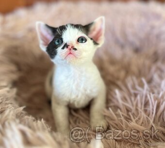 Devon Rex - 8