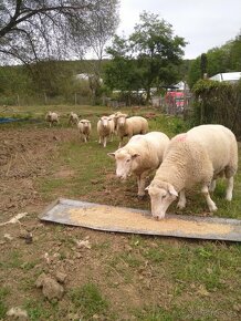 Romney marsh,kent - 8