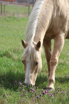 QH palomino kobyla - 8