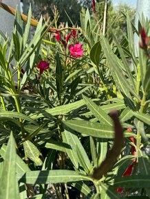 Predám lacno oleandre - Nerium Oleander rojo, rosa, amarillo - 8