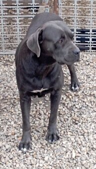 Cane corso šteniatka - 8