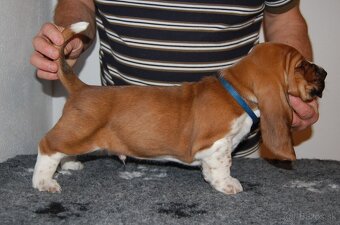 Basset hound šteniatka - 8