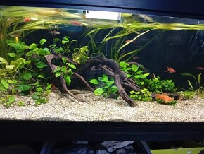 Akvarium - 8