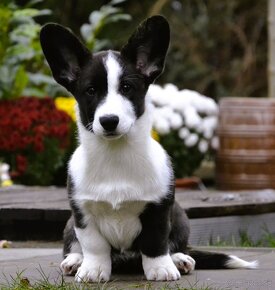 Welsh Corgi Cardigan FCI- krásná dívka - 8