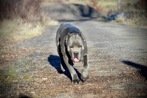 Šteniatka Cane Corso s PP FCI - 8