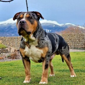 American bully xl - 8