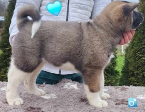 Americká akita (American akita) - 8