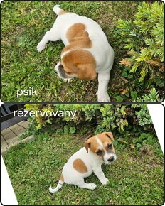 Jack russell terier - 8