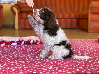 LAGOTTO ROMAGNOLO STENIATKA - 8