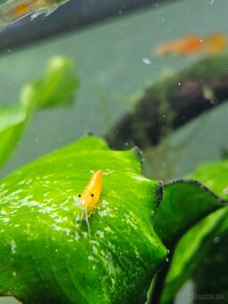 Krevetky neocaridina yelow a Red - 8