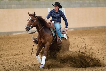 Ročný zrebcek QH reining - 8