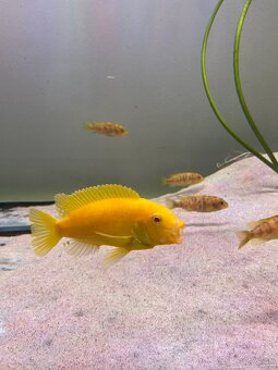 Labidochromis albino yellow - 8