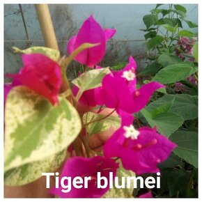 Bougainvillea,( bougainvillea , bugenvilea , bugenvila ) - 8