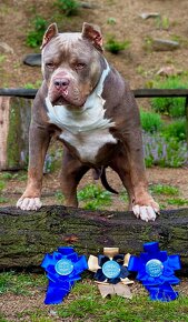 American bully xl, pitbull xxl - 8