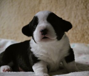 Welsh Corgi Cardigan FCI - 8