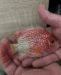 Flowerhorn fireman's dream. - 8