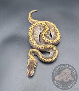 Python Regius  - Ball Python - 8