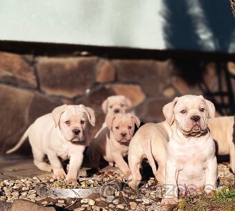 Cane corso - 8