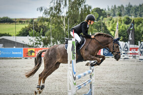 TOP pony klisna do sportu kat. A - 135cm - 8