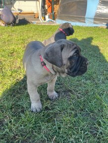 Cane Corso šteniatka - 8